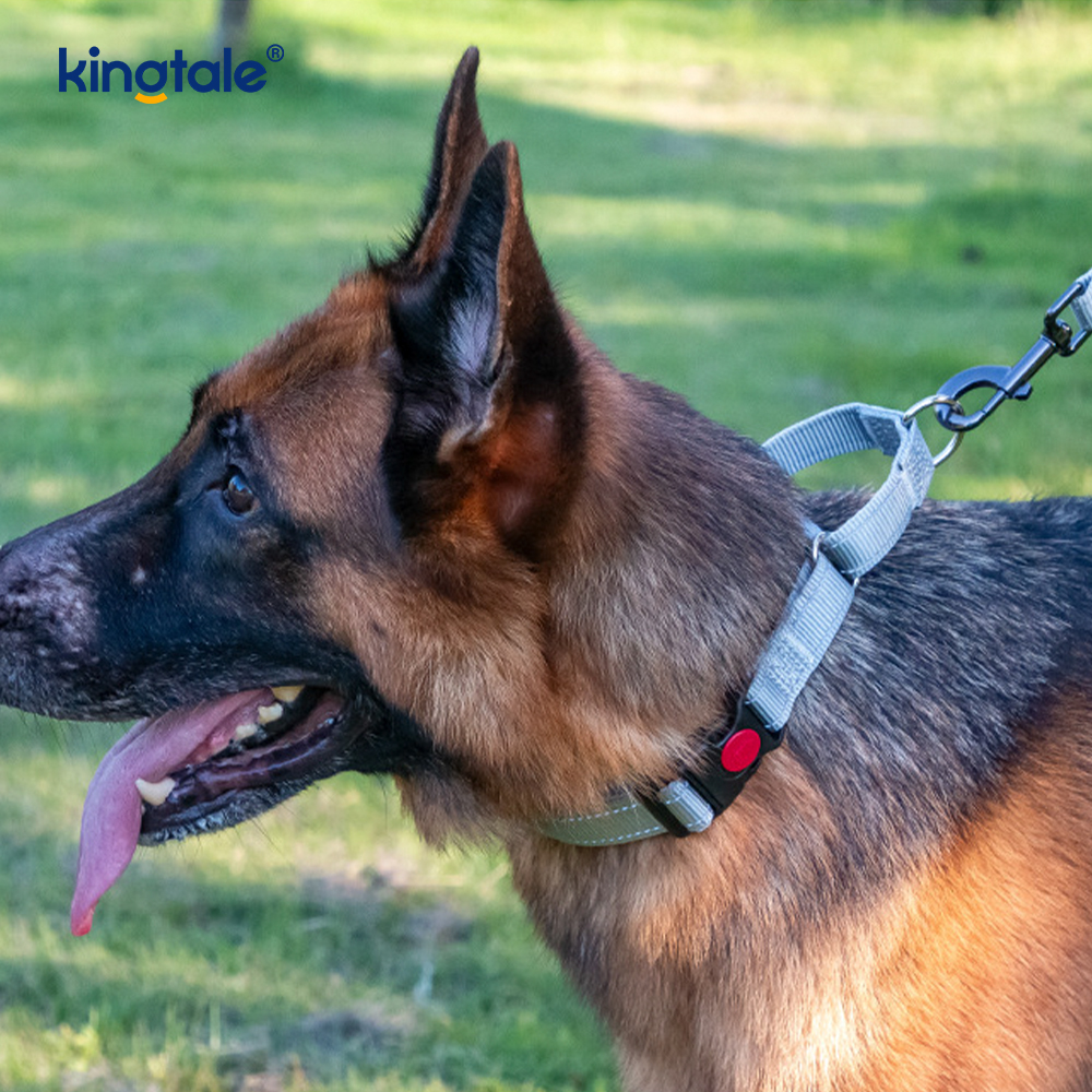 Quick Release No Pull Reflekterende Justerbar Nylon Martingale Hundehalsbånd